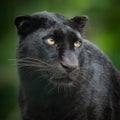 Portrait of black panther in the jungle Royalty Free Stock Photo