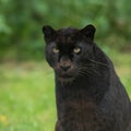 Portrait of black panther in the jungle Royalty Free Stock Photo