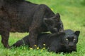 Portrait of black panther in the jungle Royalty Free Stock Photo