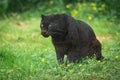 Portrait of black panther in the jungle Royalty Free Stock Photo