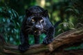 Portrait of black panther in the jungle Generative AiPortrait of black panther in the jungle Generative Ai Royalty Free Stock Photo