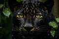 Portrait of a black panther, leopard with yellow eyes in the jungle. Generated by artificial intelligence Royalty Free Stock Photo