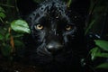 Portrait of a black panther, leopard with yellow eyes in the jungle. Generated by artificial intelligence Royalty Free Stock Photo