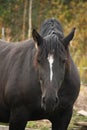 Portrait of black percheron in autumn Royalty Free Stock Photo
