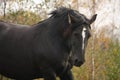 Portrait of black percheron in autumn Royalty Free Stock Photo