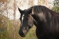 Portrait of black percheron in autumn Royalty Free Stock Photo