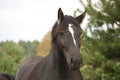 Portrait of black percheron in autumn Royalty Free Stock Photo