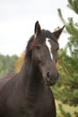 Portrait of black percheron in autumn Royalty Free Stock Photo