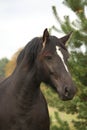 Portrait of black percheron in autumn Royalty Free Stock Photo