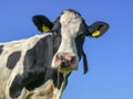 Portrait of a black pied cow, part of her collar hanging loose in the air, slimy saliva wisps and a blue sky Royalty Free Stock Photo