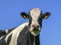 Portrait of a black pied mature cow with yellow ear tags in front of a blue sky