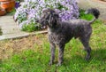 Portrait of black Poodle on garden.. Royalty Free Stock Photo