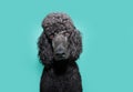 Portrait black poodle looking at camera with serious expression face. Isolated on blue background Royalty Free Stock Photo