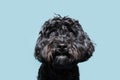 Portrait black poodle puppy dog with sweet eyes looking at camera. Isolated on blue pastel background