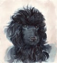 Portrait of the black poodle puppy Royalty Free Stock Photo