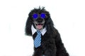 PORTRAIT OF A BLACK POODLE WEARING MIRROR BLUE SUNGLASES AND TIE