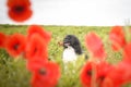 Portrait of black poodle, who is hidding in poppy seed.