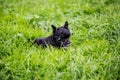 Portrait of black powder puff puppy breed chinese crested dog lying in the green grass on summer day. Royalty Free Stock Photo