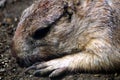 Portrait of a black prairie dog Royalty Free Stock Photo