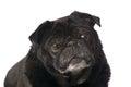 Portrait of a black pug Royalty Free Stock Photo