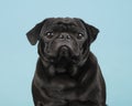 Portrait of a black pug looking at the camera on a blue background Royalty Free Stock Photo