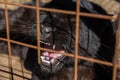 Portrait of the black puma Royalty Free Stock Photo