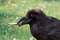 Portrait of black raven