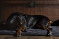 Nine month old black and red Doberman Pinscher puppy Royalty Free Stock Photo