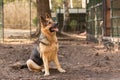 Portrait of a black-and-red German Shepherd dog in a dog shelter