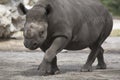 Portrait of black rhino Royalty Free Stock Photo