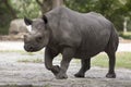 Portrait of black rhino Royalty Free Stock Photo