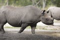 Portrait of black rhino