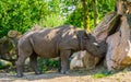 Portrait of a black rhinoceros, critically endangered animal specie from Africa Royalty Free Stock Photo