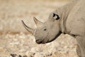 Black rhinoceros portrait - Etosha National Park