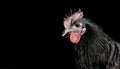 Portrait of a black rooster close up isolated black