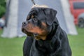 Portrait of a black rottweiler dog Royalty Free Stock Photo