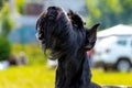 Portrait of a black shaggy dog breed giant Schnauzer riesenschnauzer. The dog looks up Royalty Free Stock Photo