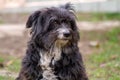 Portrait of a black shaggy dog Royalty Free Stock Photo