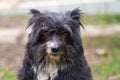 Portrait of a black shaggy dog Royalty Free Stock Photo