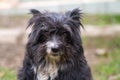 Portrait of a black shaggy dog