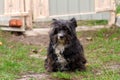 Portrait of a black shaggy dog Royalty Free Stock Photo