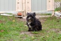 Portrait of a black shaggy dog Royalty Free Stock Photo