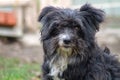 Portrait of a black shaggy dog Royalty Free Stock Photo