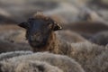 A portrait of a black sheep. Breeding of karakul sheeps for wool. Selective focus