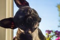 Portrait of black, small, young French bulldog, pet, dog looking Royalty Free Stock Photo