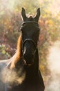 Portrait of a black sport horse in a beautiful autumn forest. Royalty Free Stock Photo