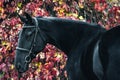 Portrait of a black sport horse in a beautiful autumn forest. Royalty Free Stock Photo