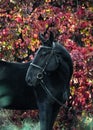 Portrait of a black sport horse in a beautiful autumn forest. Royalty Free Stock Photo