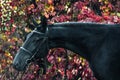 Portrait of a black sport horse in a beautiful autumn forest. Royalty Free Stock Photo