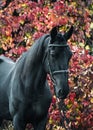Portrait of a black sport horse stands in a beautiful autumn forest. Royalty Free Stock Photo